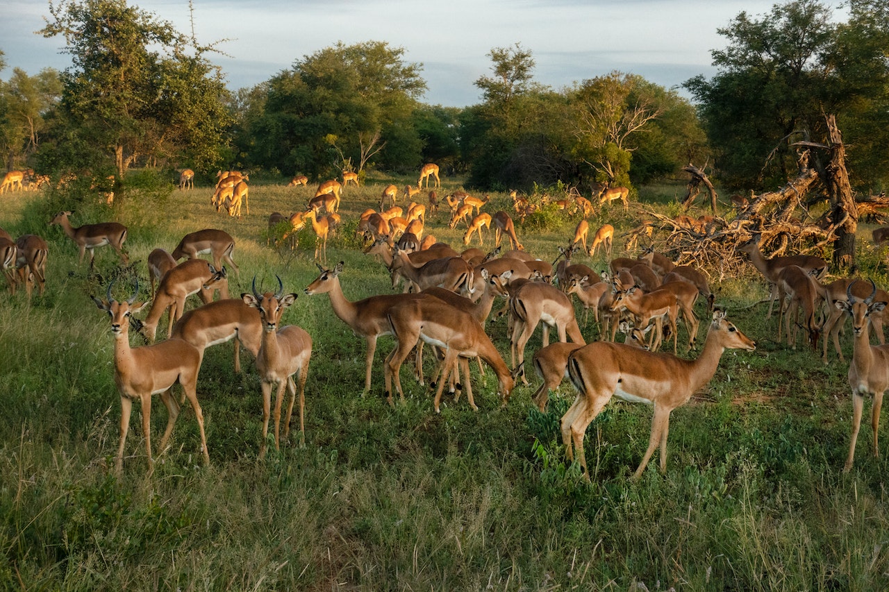 How Much Wind Is Too Much For Deer Hunting In 2023 Baramdat